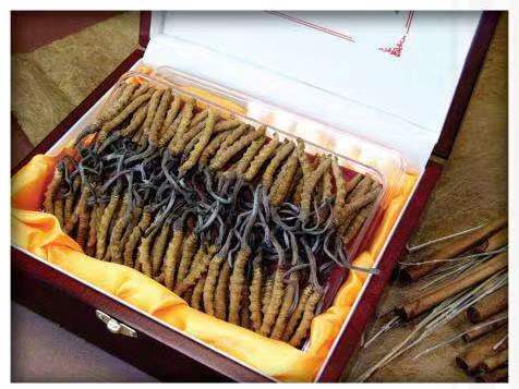 望谟冬虫夏草回收